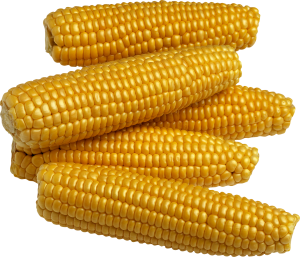 Yellow corn PNG image-5288